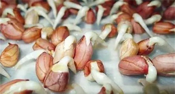 花生发芽不能吃吗