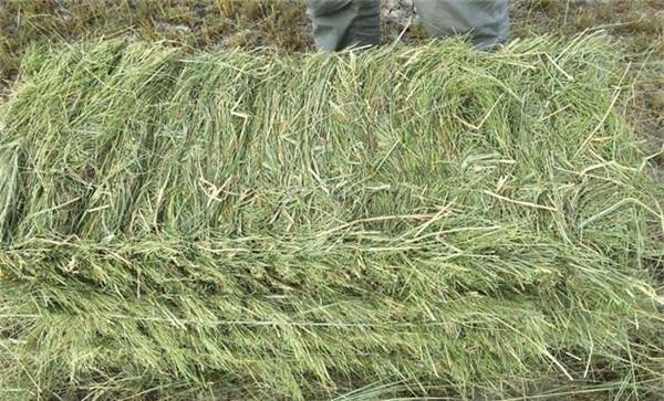 怎样鉴定青、干草的品种质量