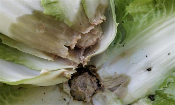 如何防治大白菜软腐病