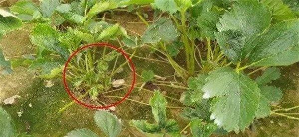 草莓病毒病是什么症状