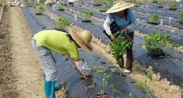 辣椒施用冲施肥有什么优点