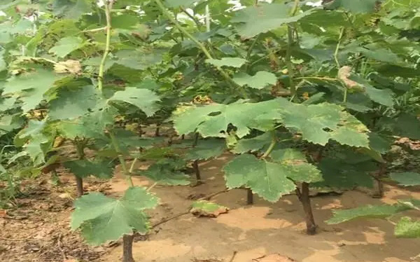 葡萄幼苗期的管理要点有哪些