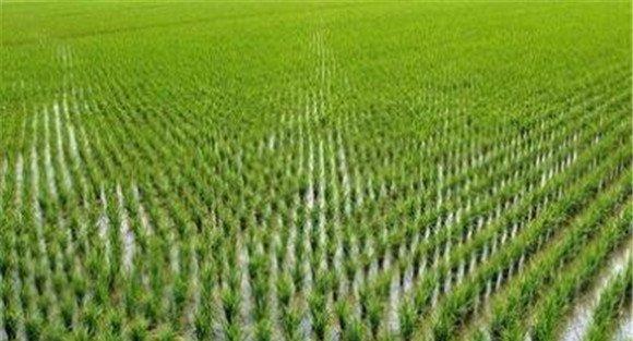 水稻大田化学除草剂的配方