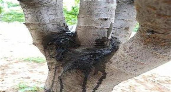 花椒流胶病病原是什么