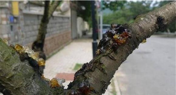 花椒流胶病的为害症状