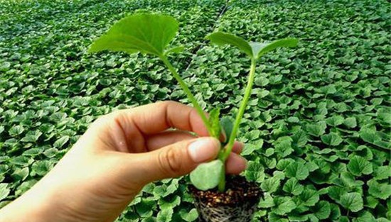 黄瓜栽培技术与管理：育苗、定植与管理