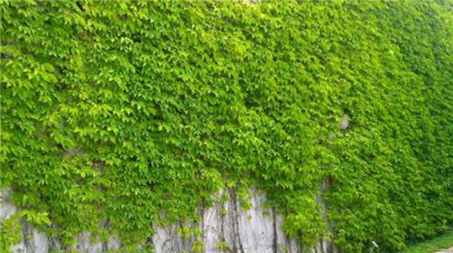 爬山虎属于什么类植物