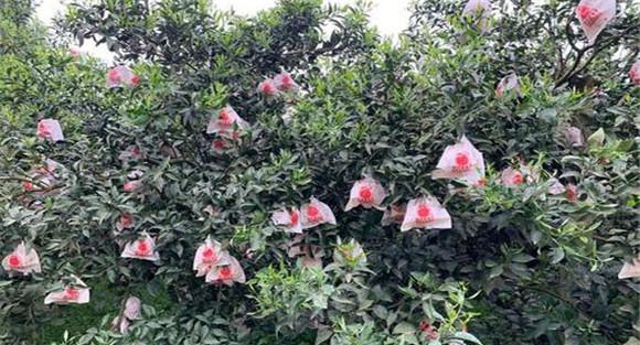 夏橙套袋的优点
