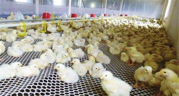 雏鸡的温度和湿度如何掌握 雏鸡温度多少合适