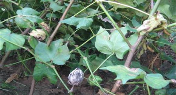 棉花种植中“二次生长”的发生与防治