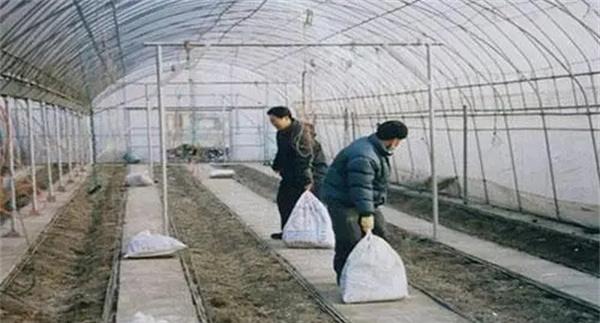 大棚土壤盐渍化的防治方法
