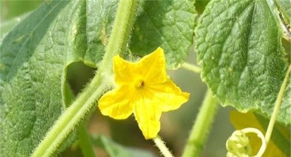 黄瓜雌花少就需要调节育苗温度
