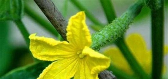 黄瓜雌花少可喷施乙烯利
