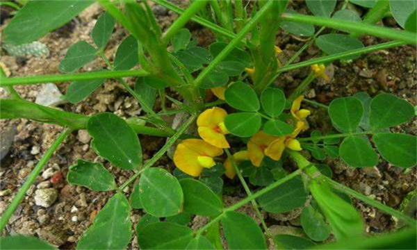 花生施肥时间方法