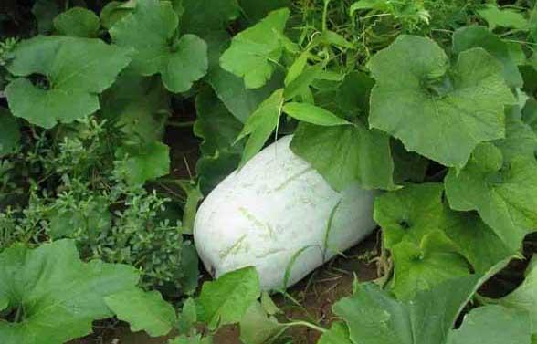 冬瓜种植技术