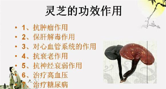灵芝的功效与作用
