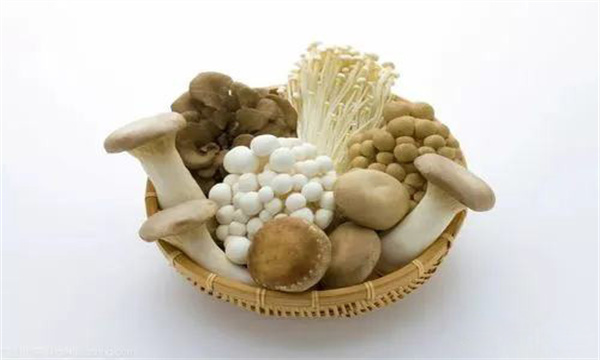 食用菌的营养特点
