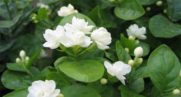 茉莉花叶子发黄怎么办