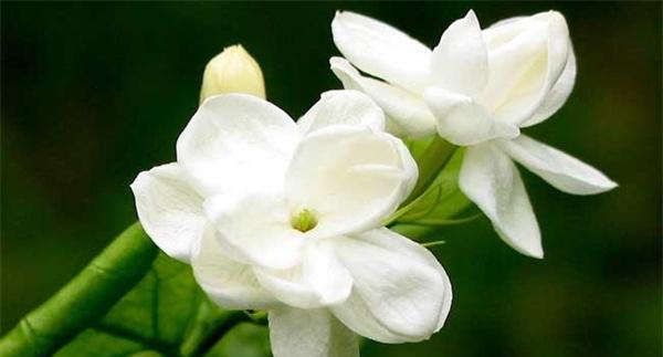 茉莉花叶子发黄怎么办