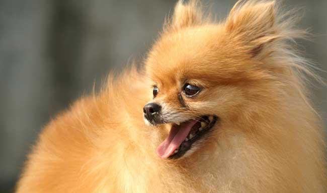 犬养殖技术