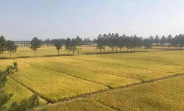 基本农田可以种植什么