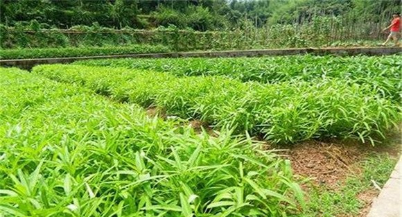 空心菜种植时间是什么时候
