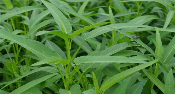 空心菜种植技术