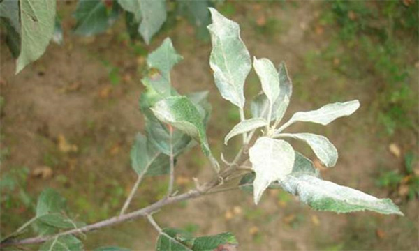 如何防治苹果白粉病