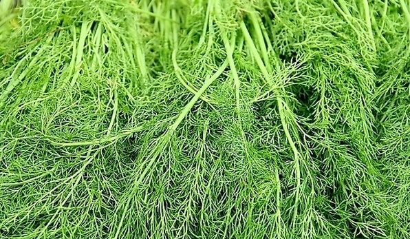 茴香的功效与作用及食用方法