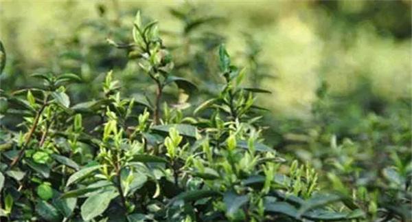 茶树越冬休眠期病虫害