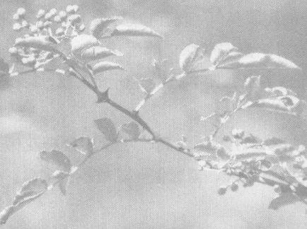 花椒的功效与作用