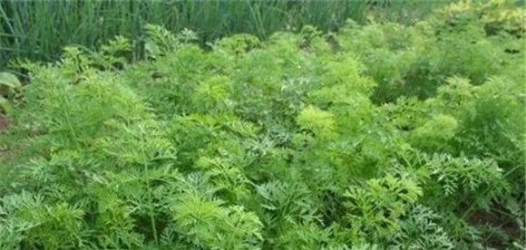 胡萝卜的田间管理
