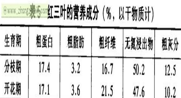 红三叶