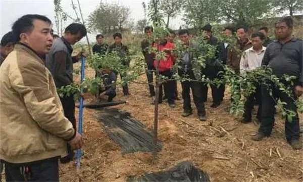 果树穴贮肥水地膜覆盖技术简介