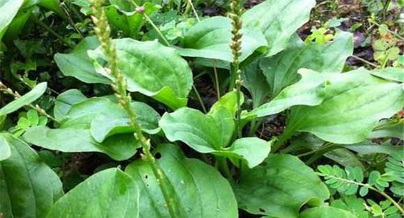 车前草种植条件