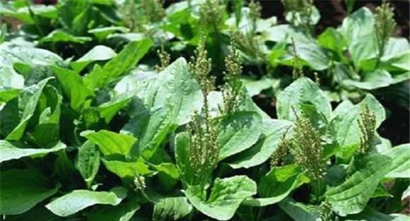 车前草种植技术要点