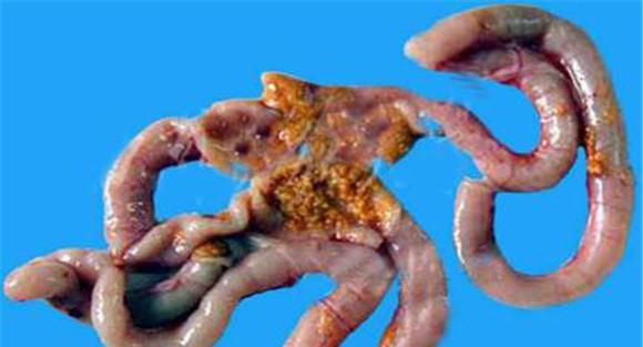 肉鸡腹水综合症症状