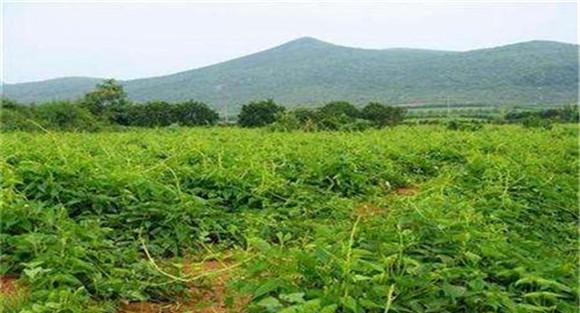 山药的施肥规律与施肥量