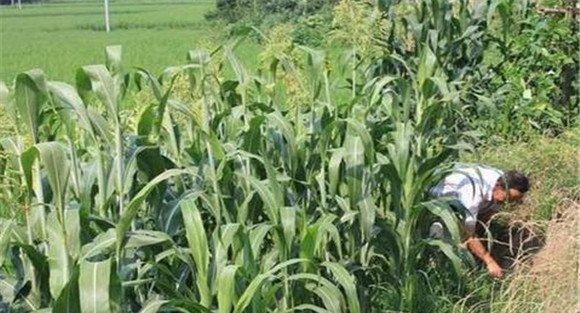 高粱种植方法与步骤