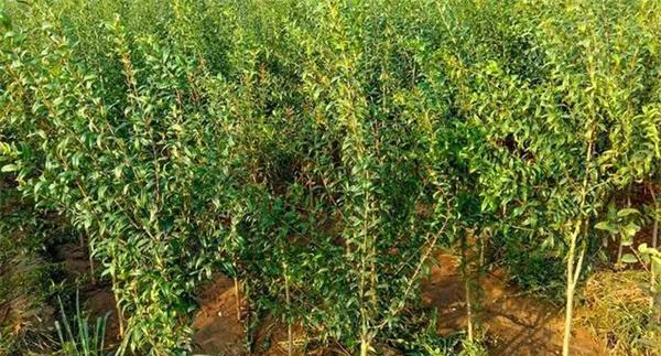 石榴苗栽植要点