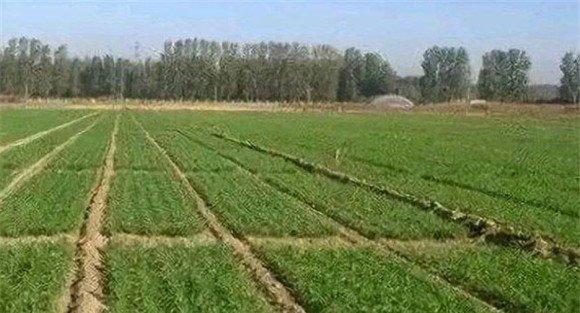 综合防治小麦纹枯病、全蚀病