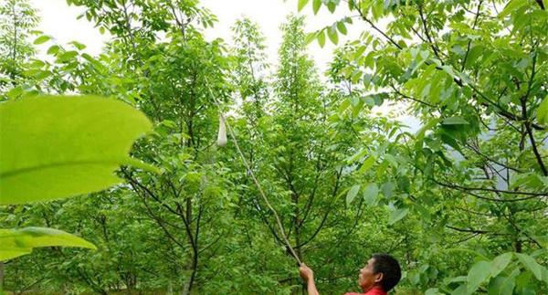 哪些情况下核桃需要进行授粉