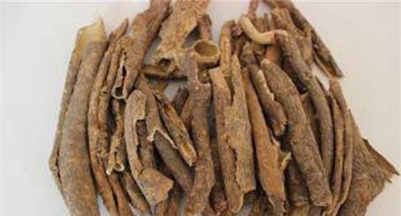五加皮的功效与作用