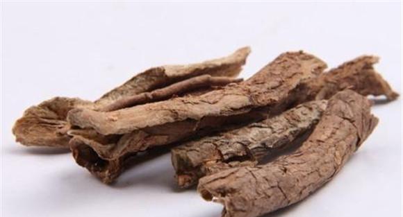 五加皮有强健筋骨的功效