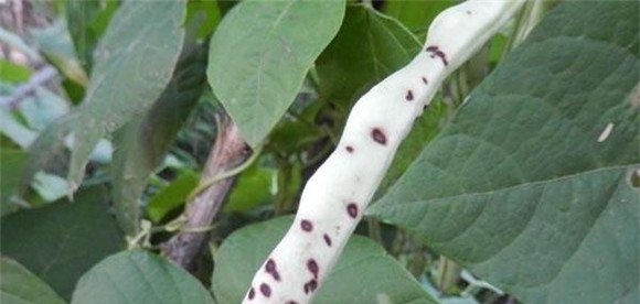菜豆炭疽病如何防治