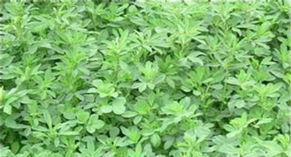 苜蓿栽培技术及品种选择方法