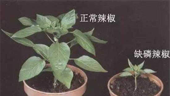 农作物缺磷的症状