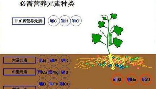 农作物磷过剩时的症状