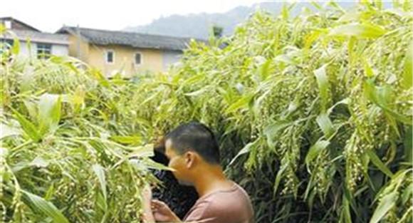 薏苡的田间管理技术