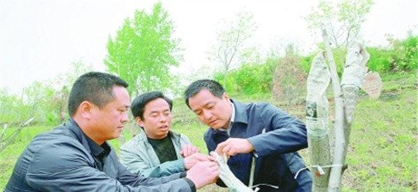 核桃树高接换头应注意什么